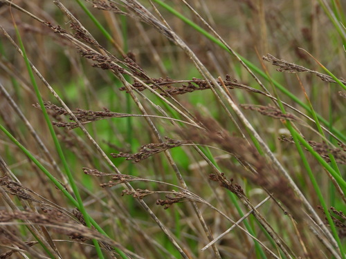 Juncus subulatus (Juncus subulatus)