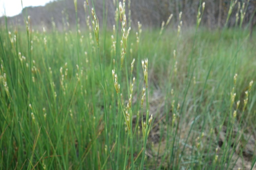 Juncus subulatus (Juncus subulatus)