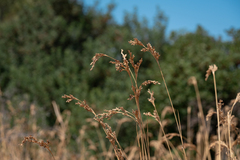 Juncus subulatus (Juncus subulatus)