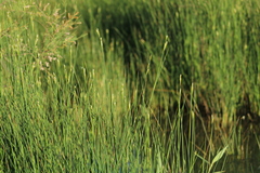 Juncus subulatus (Juncus subulatus)