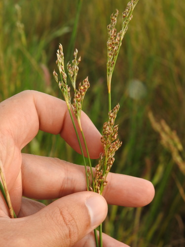 Juncus subulatus (Juncus subulatus)