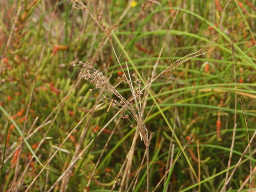Juncus subulatus (Juncus subulatus)