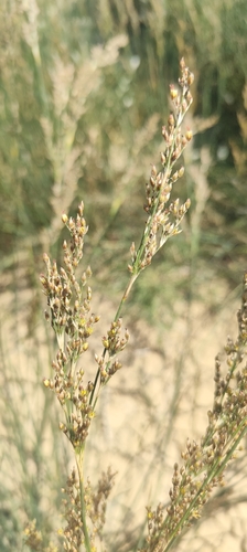 Juncus subulatus (Juncus subulatus)