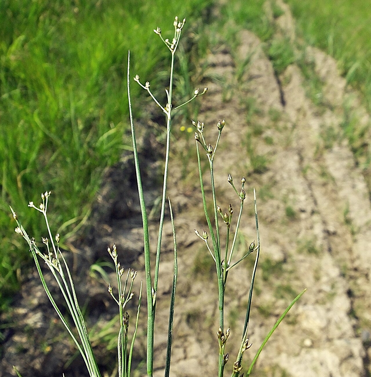 Sand rush: Juncus tenageias