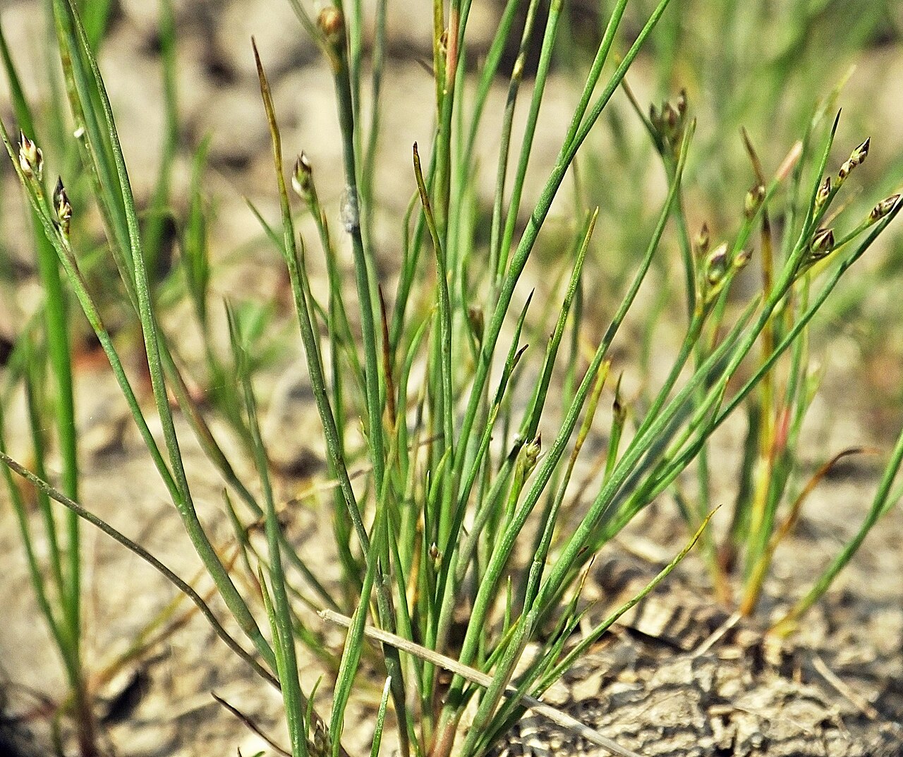 Sand rush: Juncus tenageias