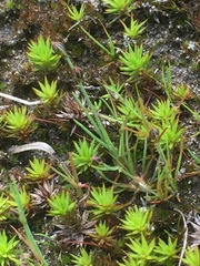 Sand rush (Juncus tenageia)