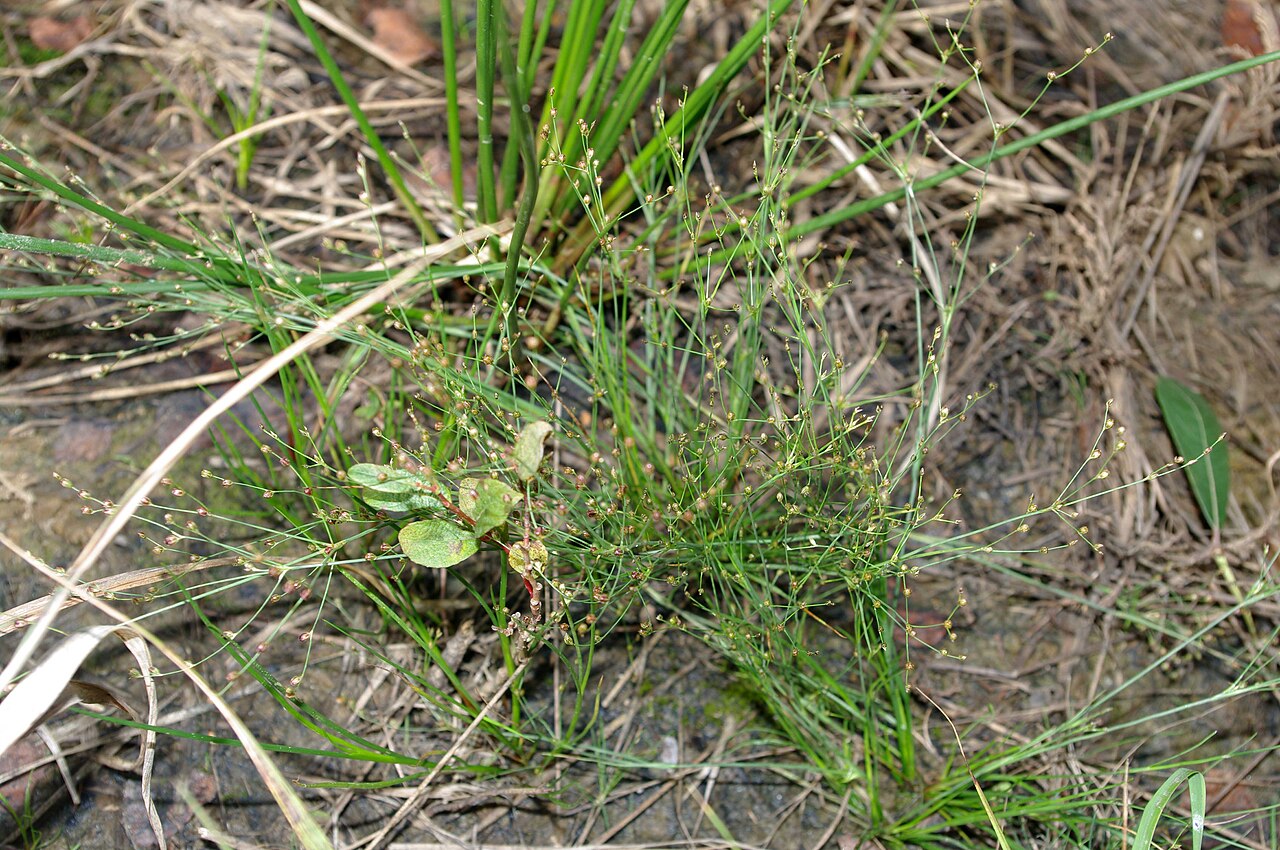 Sand rush: Juncus tenageias