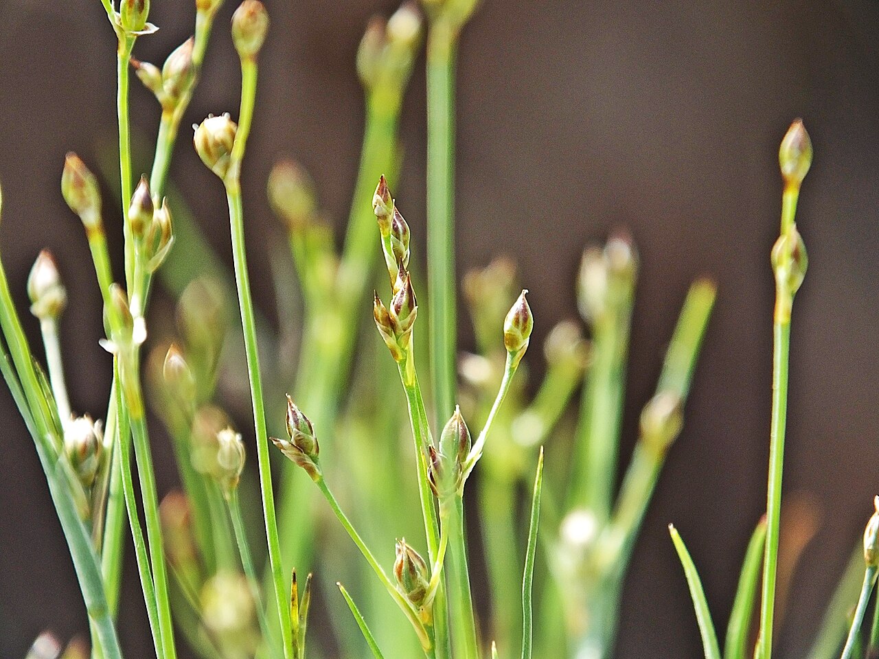 Sand rush: Juncus tenageias