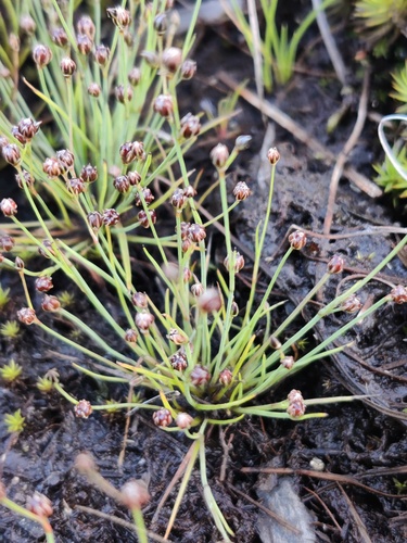 Sand rush (Juncus tenageia)