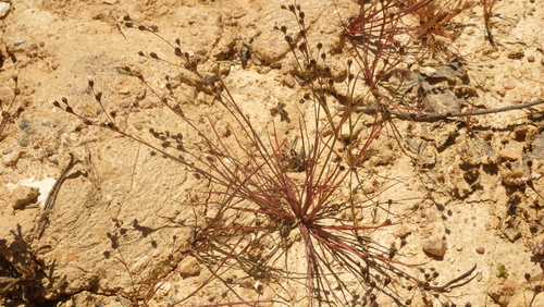 Sand rush (Juncus tenageia)