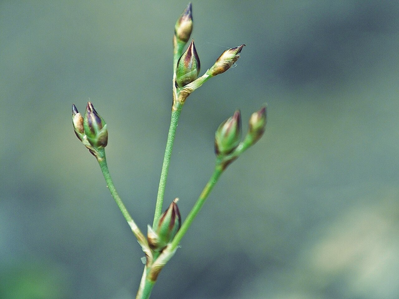 Sand rush: Juncus tenageias