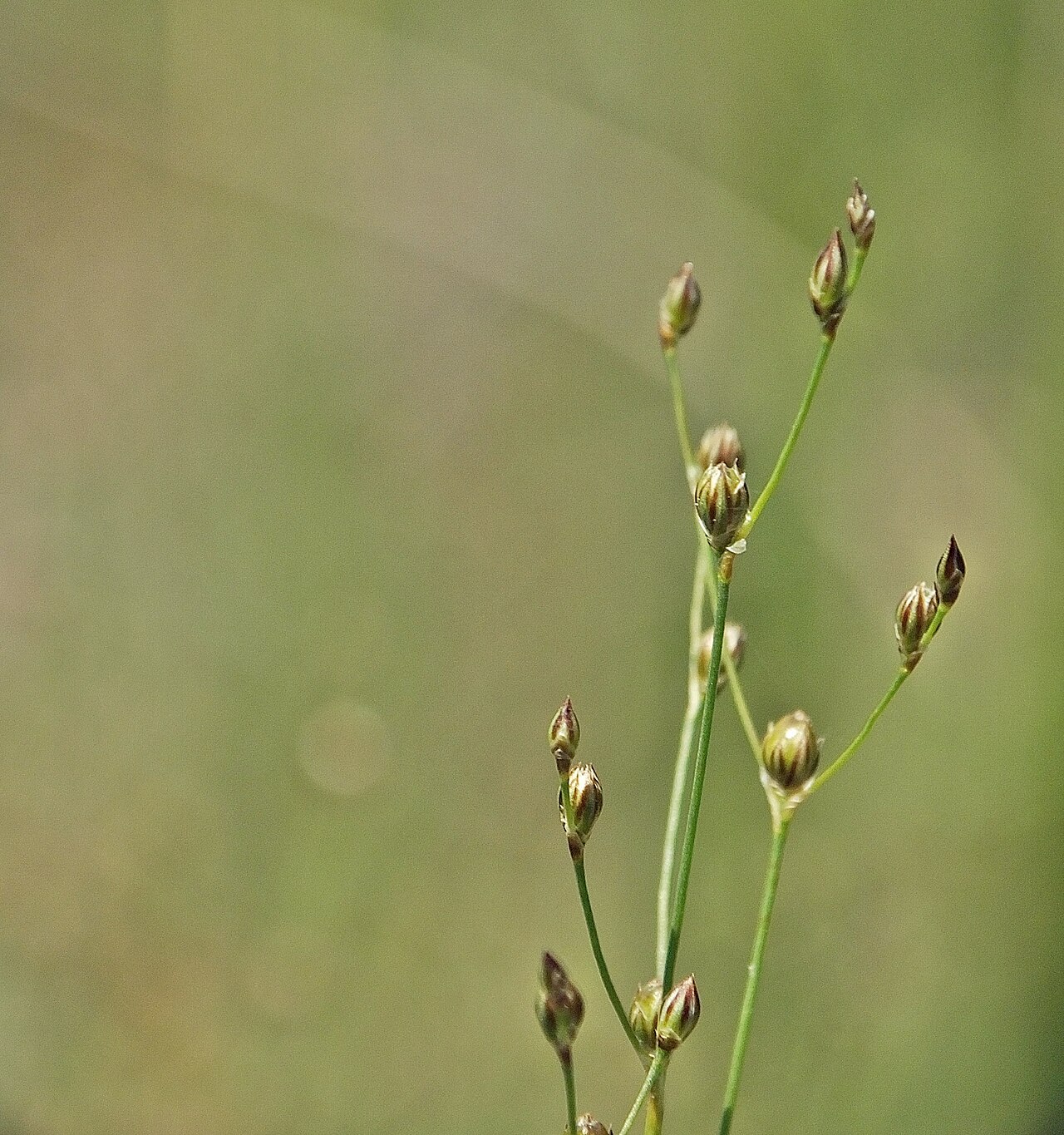 Sand rush: Juncus tenageias