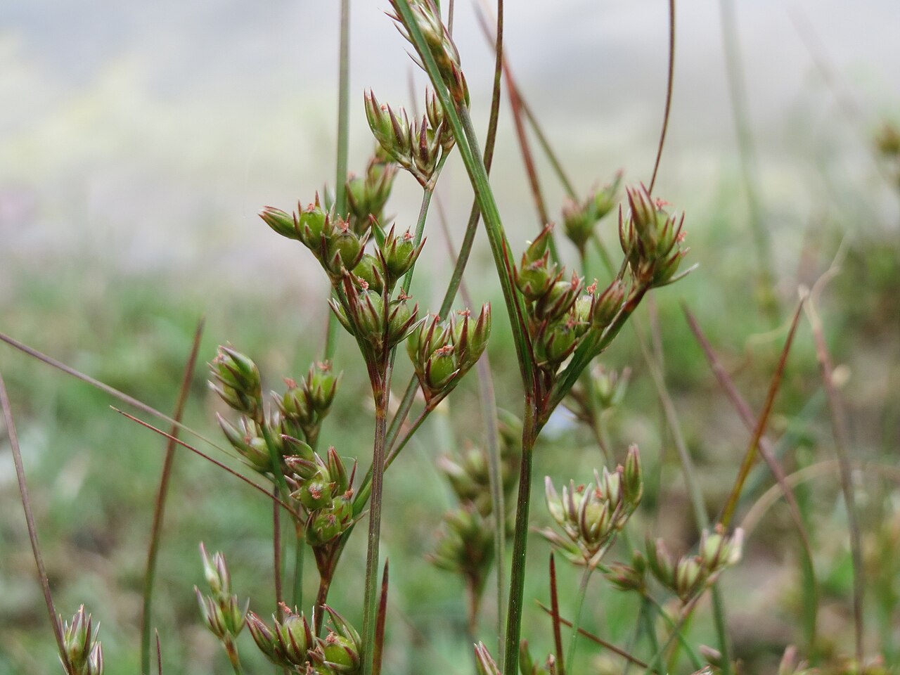 Poverty rush: Zarte Binse ( Juncus tenuis ) im Bürgerpark Saarbrücken