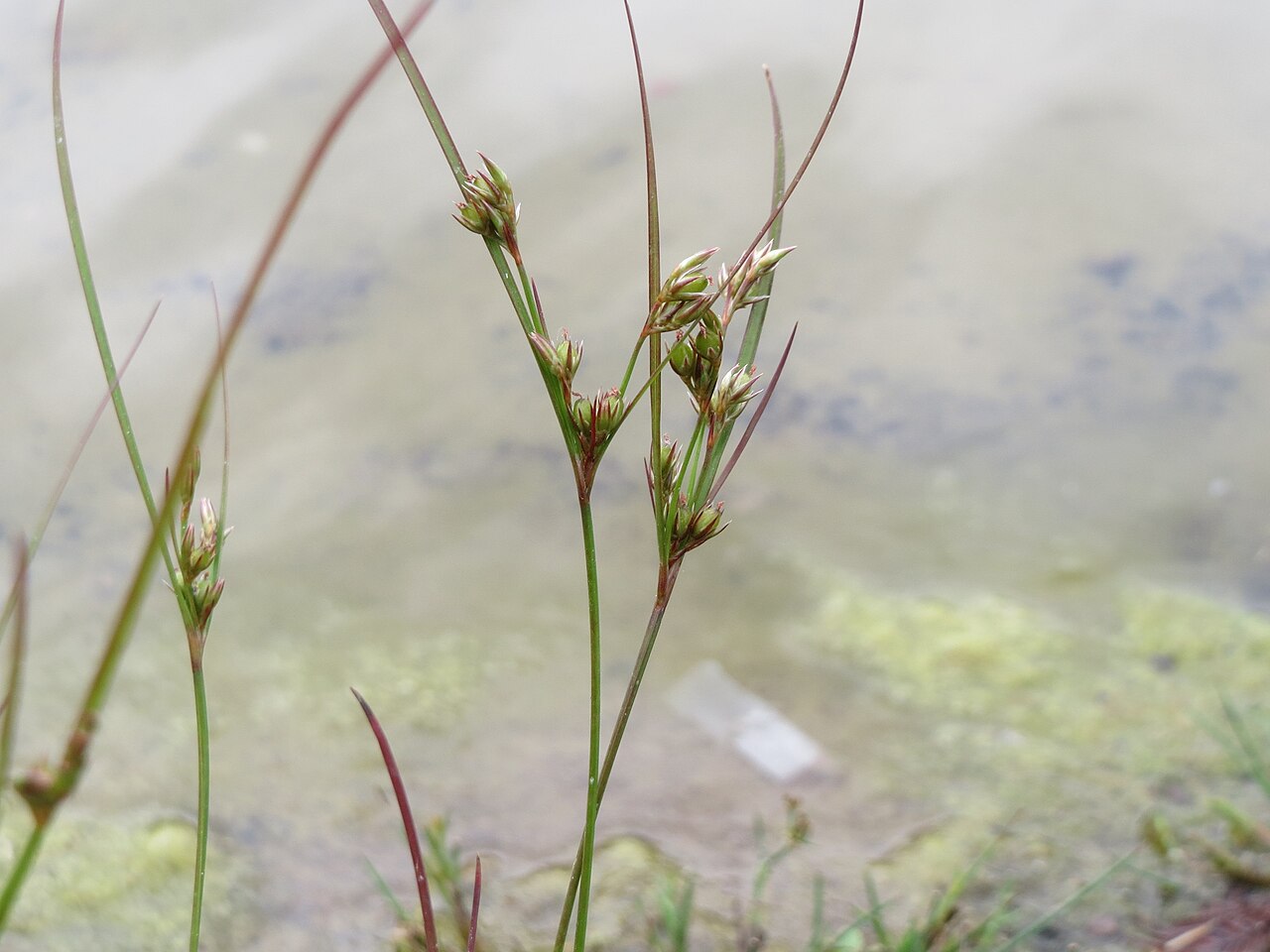 Poverty rush: Zarte Binse ( Juncus tenuis ) im Bürgerpark Saarbrücken