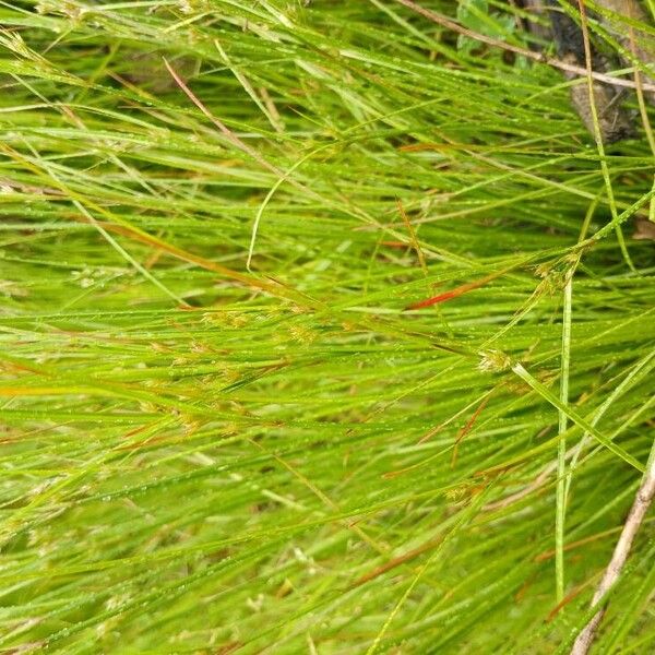 Poverty rush (Juncus tenuis)