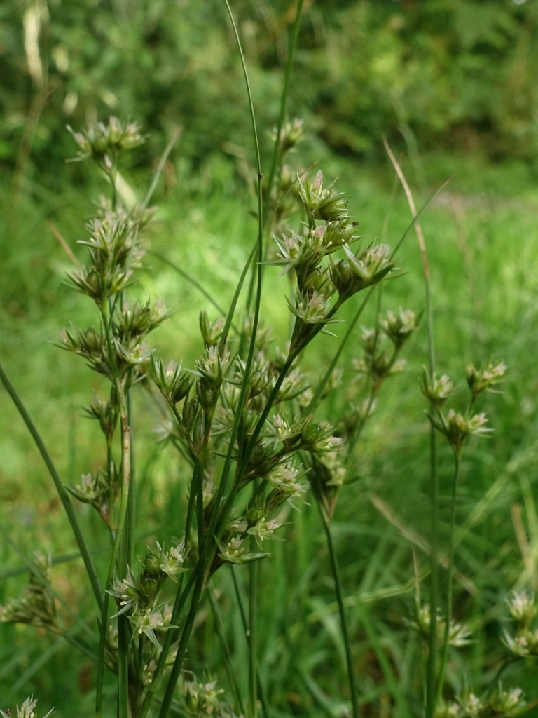 Poverty rush (Juncus tenuis)