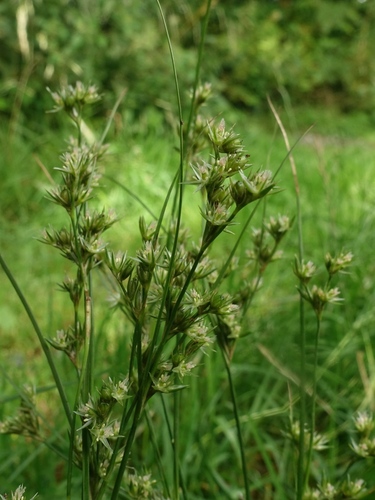 Poverty rush (Juncus tenuis)