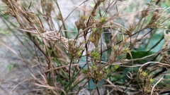 Poverty rush (Juncus tenuis)