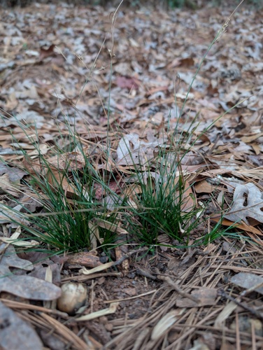 Poverty rush (Juncus tenuis)