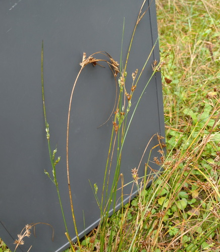 Poverty rush (Juncus tenuis)