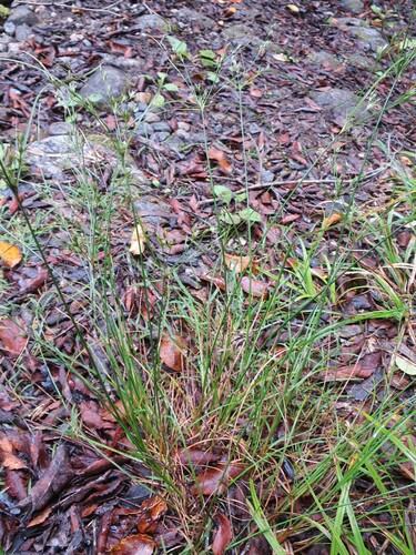 Poverty rush (Juncus tenuis)