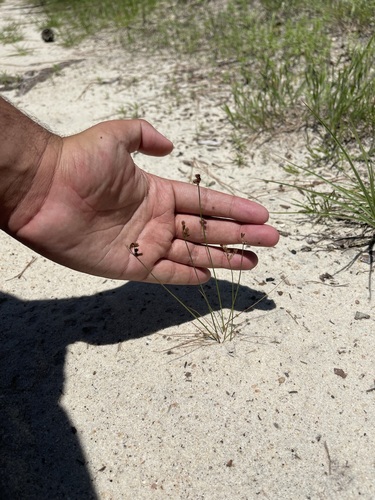 Poverty rush (Juncus tenuis)