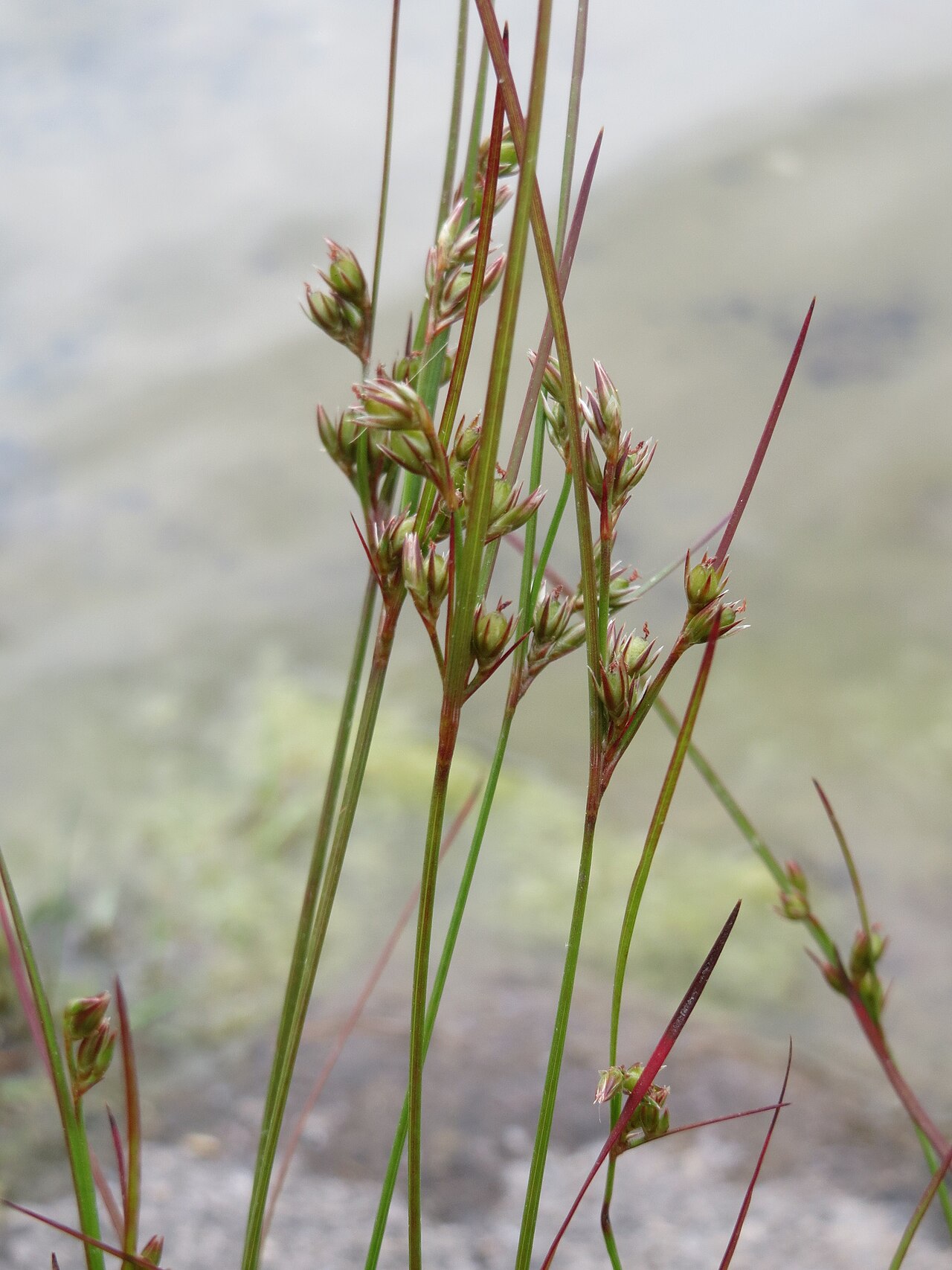 Poverty rush: Zarte Binse ( Juncus tenuis ) im Bürgerpark Saarbrücken