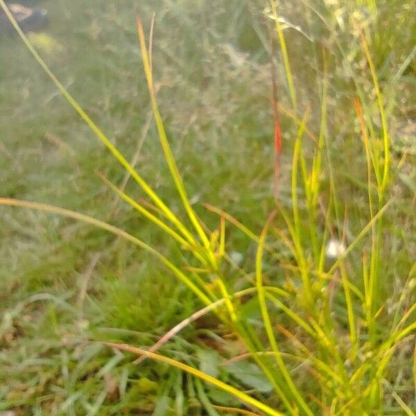 Poverty rush (Juncus tenuis)