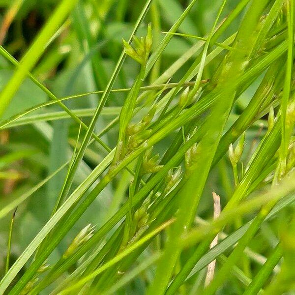 Poverty rush (Juncus tenuis)