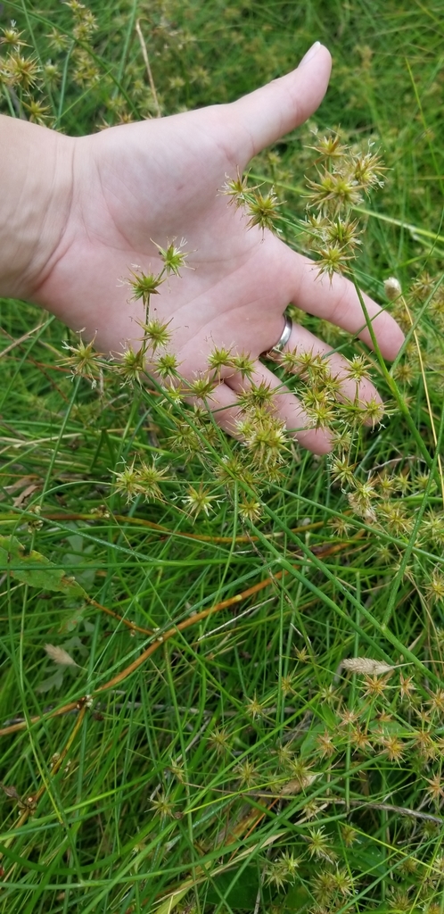 Texas rush (Juncus texanus)