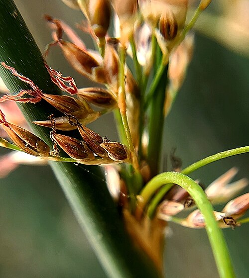 Basket rush: Basket Rush ( Juncus textilis ) in the United States
