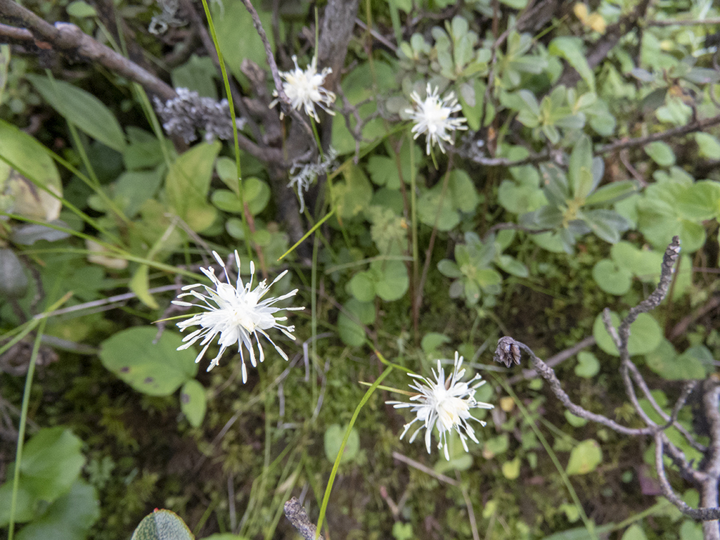 Thomson's rush (Juncus thomsonii)