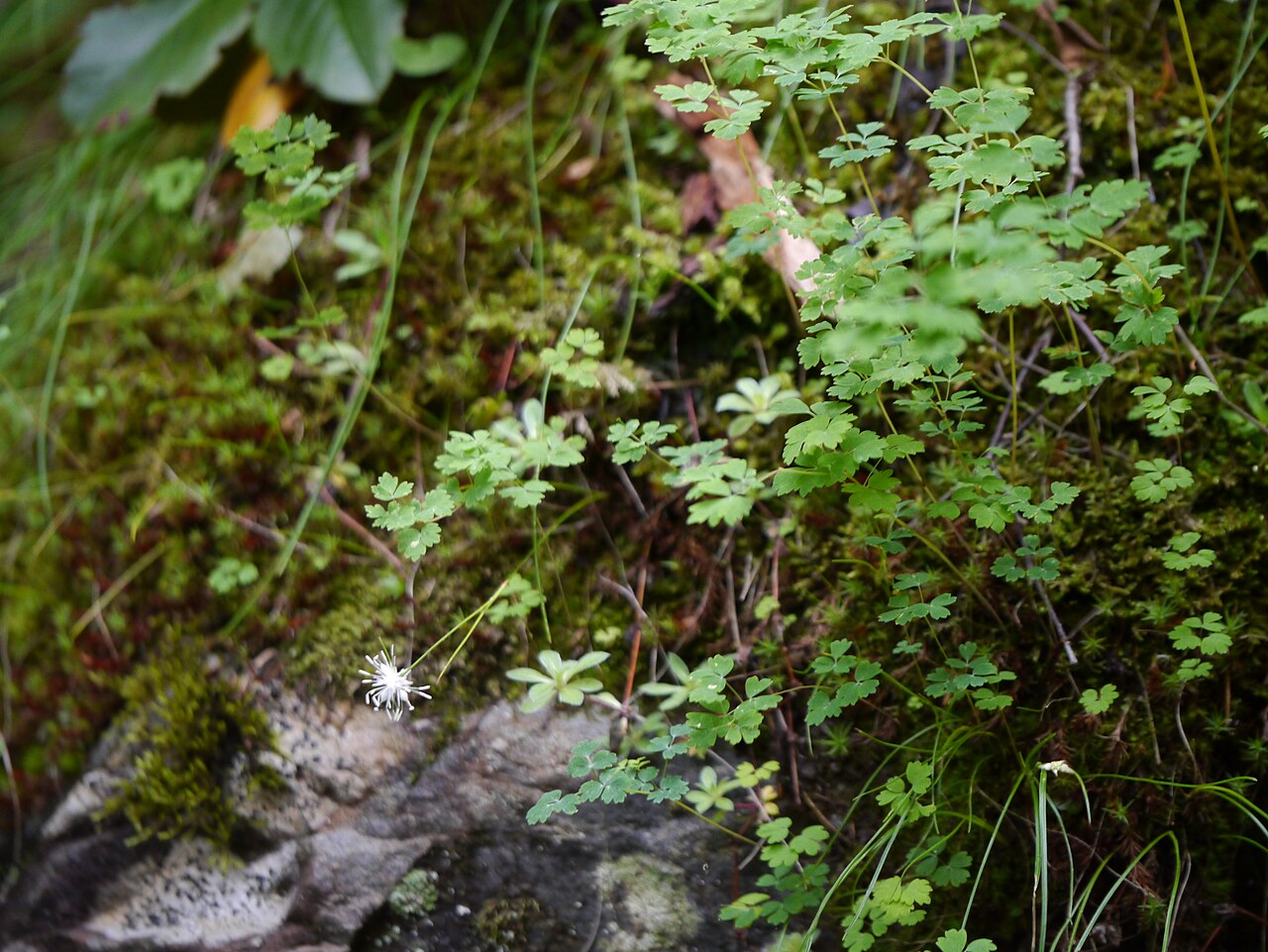 Thomson's rush: Juncus thomsonii