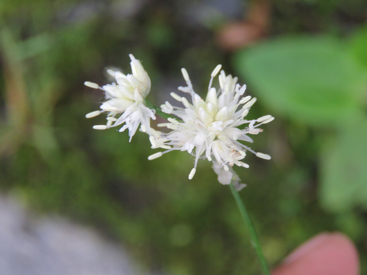 Thomson's rush: Photos from Valley of Flowers trip during LGFC - VOF 2019