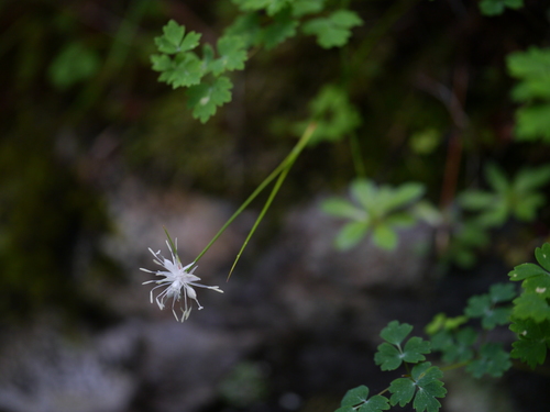 Thomson's rush (Juncus thomsonii)