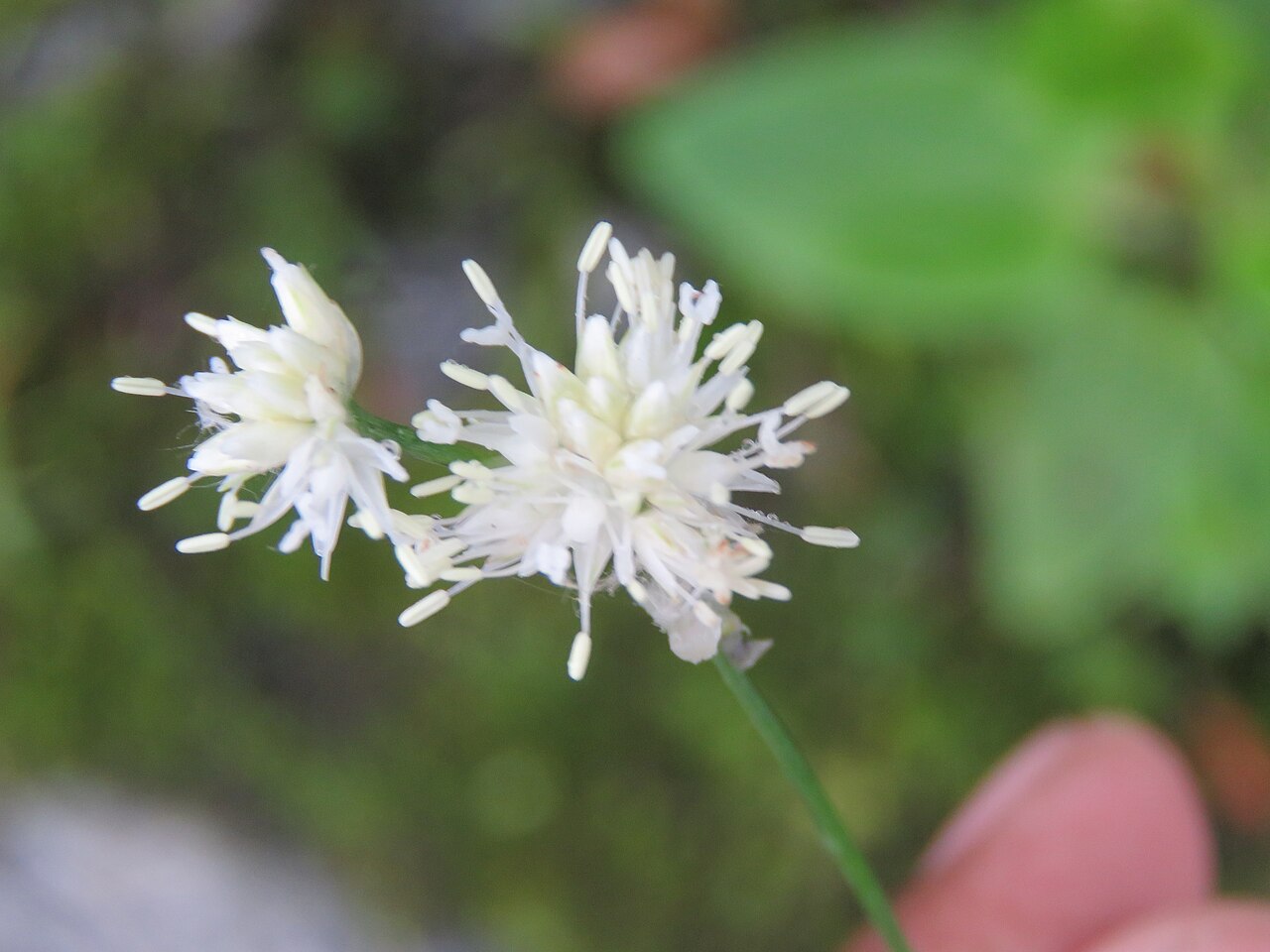 Thomson's rush: Photos from Valley of Flowers trip during LGFC - VOF 2019