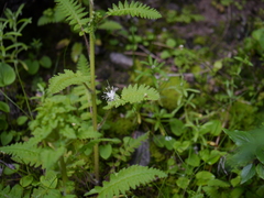 Thomson's rush (Juncus thomsonii)