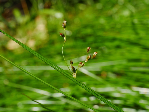 Juncus tobdeniorum (Juncus tobdeniorum)