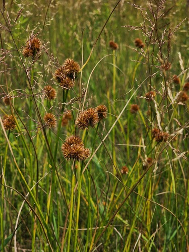 Torrey's rush (Juncus torreyi)