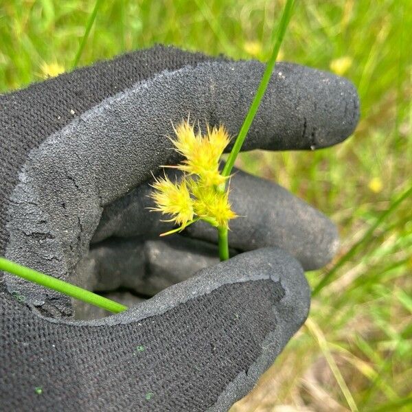Torrey's rush (Juncus torreyi)