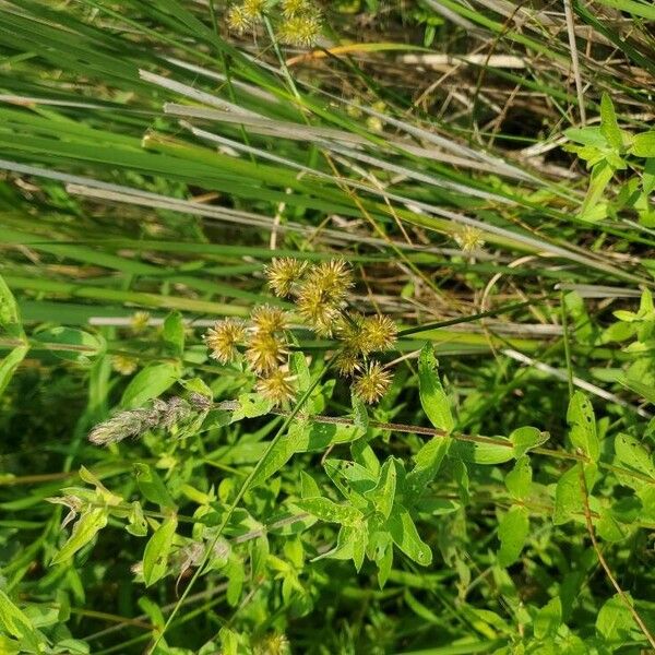 Torrey's rush (Juncus torreyi)