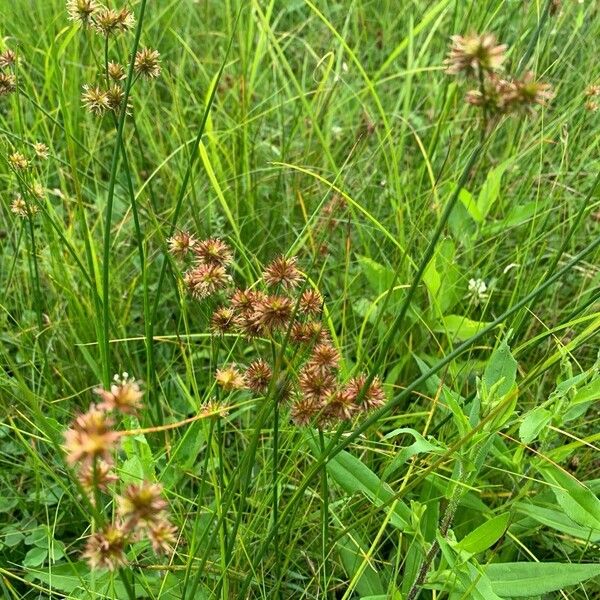 Torrey's rush (Juncus torreyi)