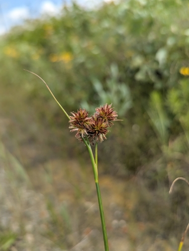 Torrey's rush (Juncus torreyi)