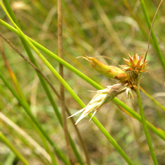 Torrey's rush (Juncus torreyi)