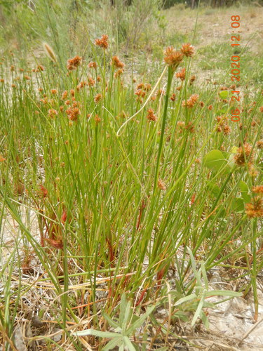 Torrey's rush (Juncus torreyi)