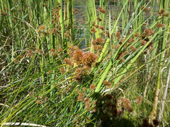 Torrey's rush (Juncus torreyi)