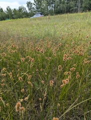 Torrey's rush (Juncus torreyi)