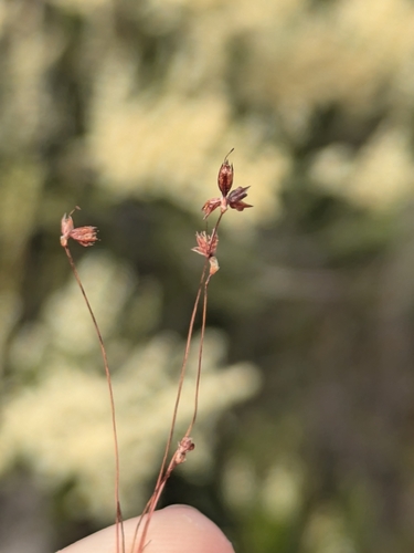 Yosemite dwarf rush (Juncus triformis)