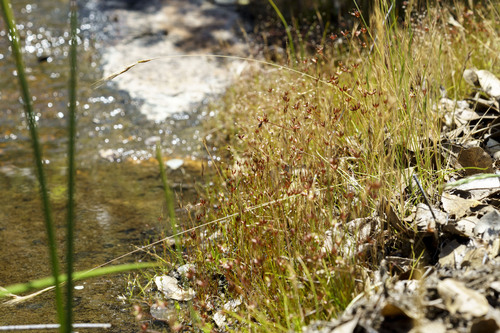 Yosemite dwarf rush (Juncus triformis)