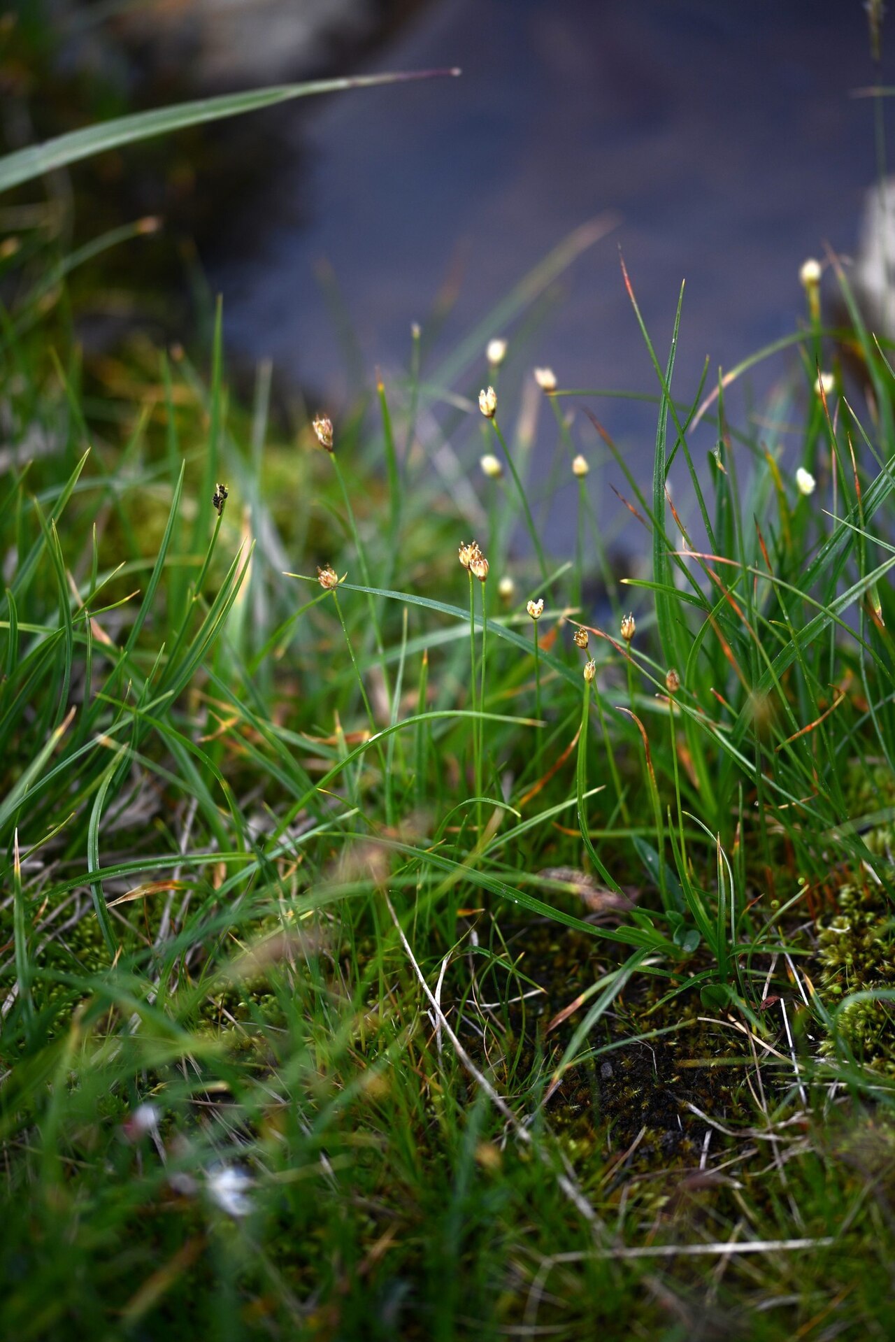 Three-hulled rush: Three-flower Rush ( Juncus triglumis ) in France